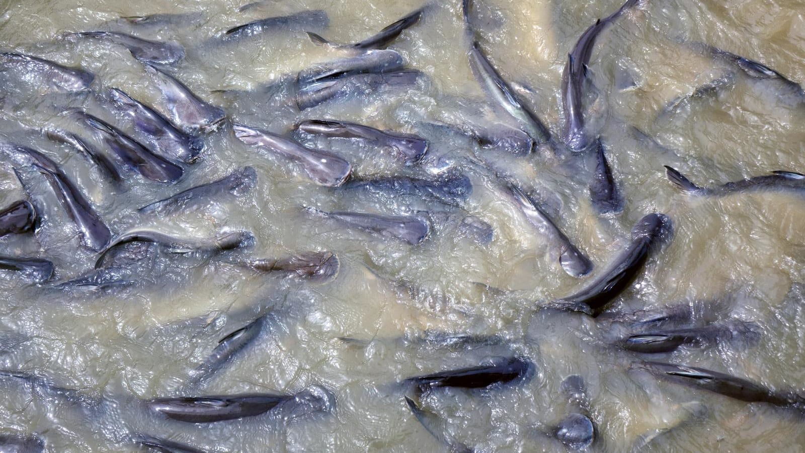 Massive Fish Die-Off in Cisadane River Sparks Urgent Health Warnings Following Industrial Fire
