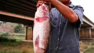 Northern Thailand Faces Environmental Crisis as Myanmar’s Rare Earth Mines Contaminate Local Waterways